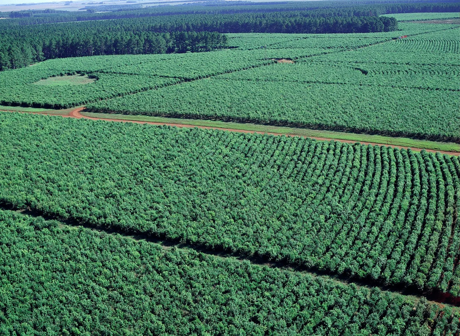 Taragüí, the Guaraní word for “Corrientes”—the name of the province in which Establecimiento Las Marías is located—is the flagship brand of the company. Leader in the Argentine as well as global marke