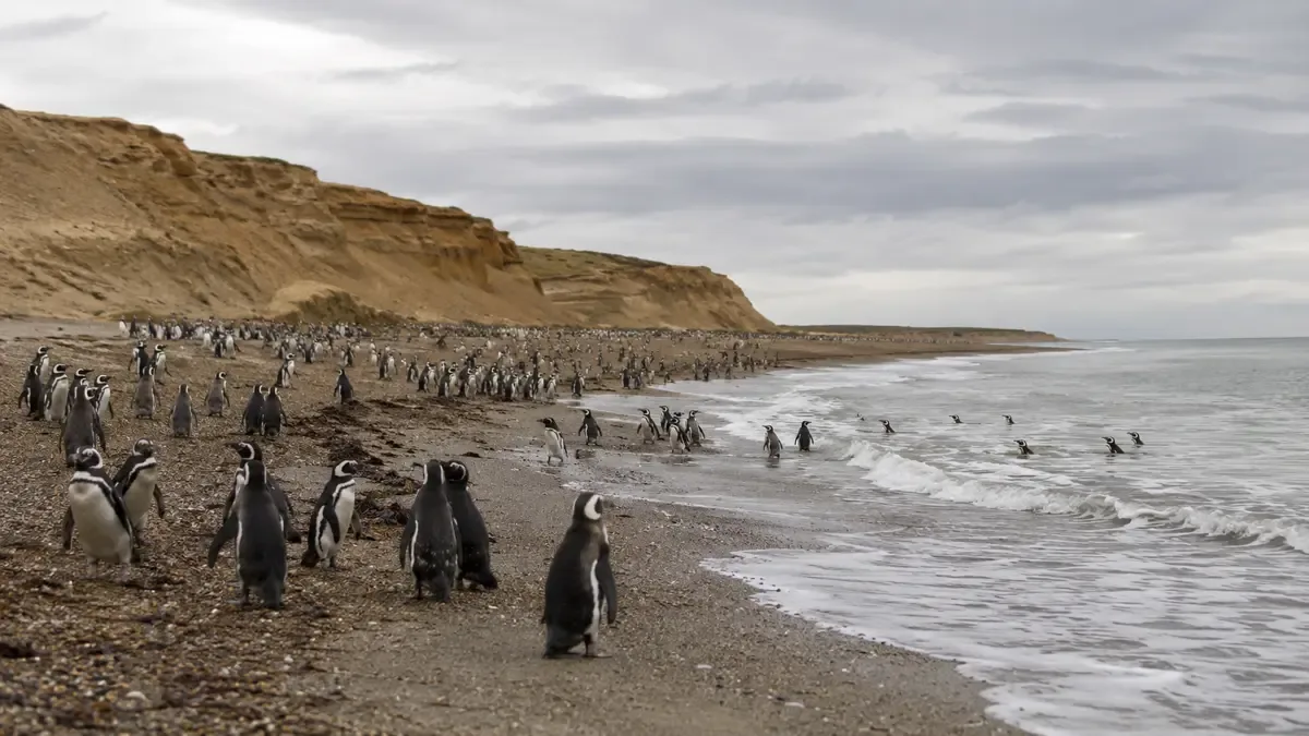 Colonia de pingüinos en una playa de la costa atlántica patagónica con acantilados